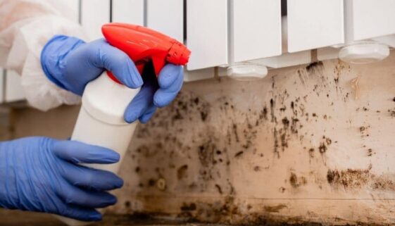 mold remediation important dos and donts you need to know