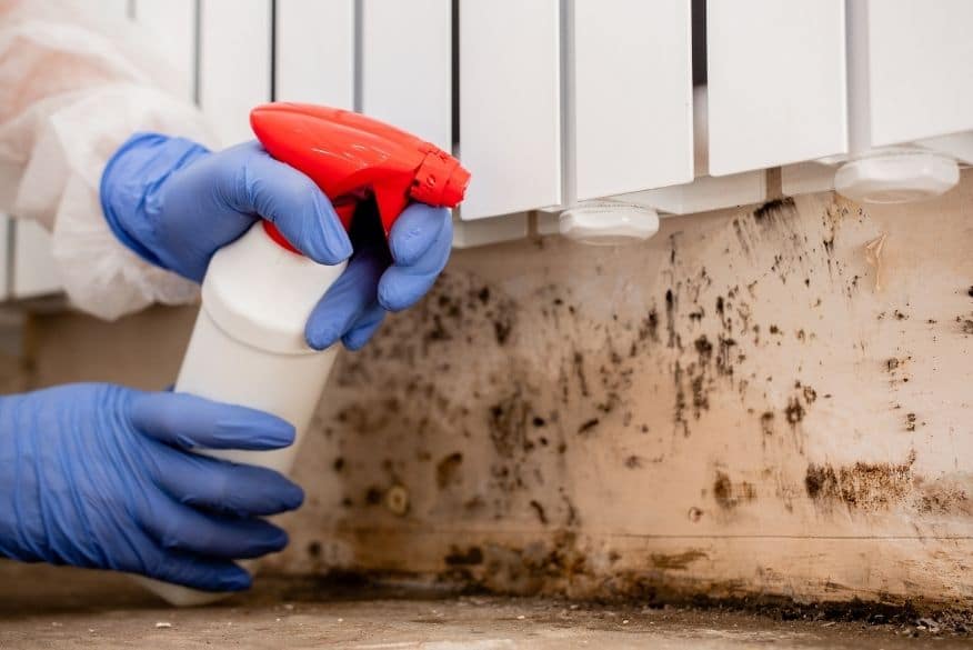 Mold Remediation? Important Dos and Don'ts You Need to Know