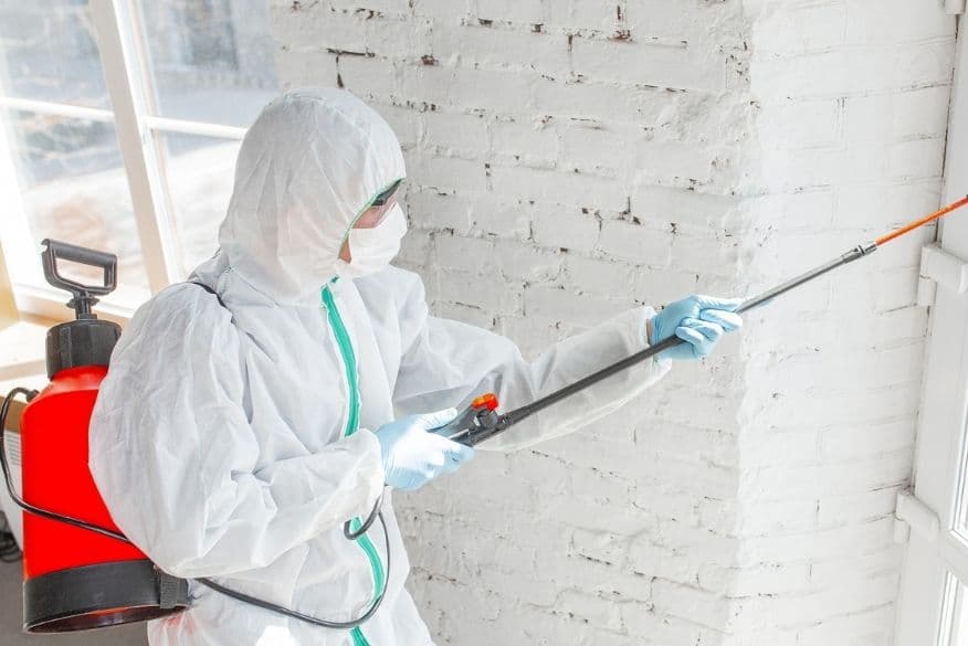 our comprehensive guide to black mold removal