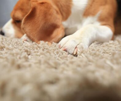 Closeup Of A Dog Laying On A Carpet In A Home Get Rid Of Pet Odor In House