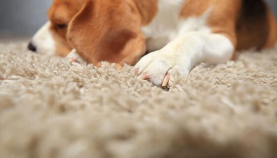 Closeup Of A Dog Laying On A Carpet In A Home Get Rid Of Pet Odor In House