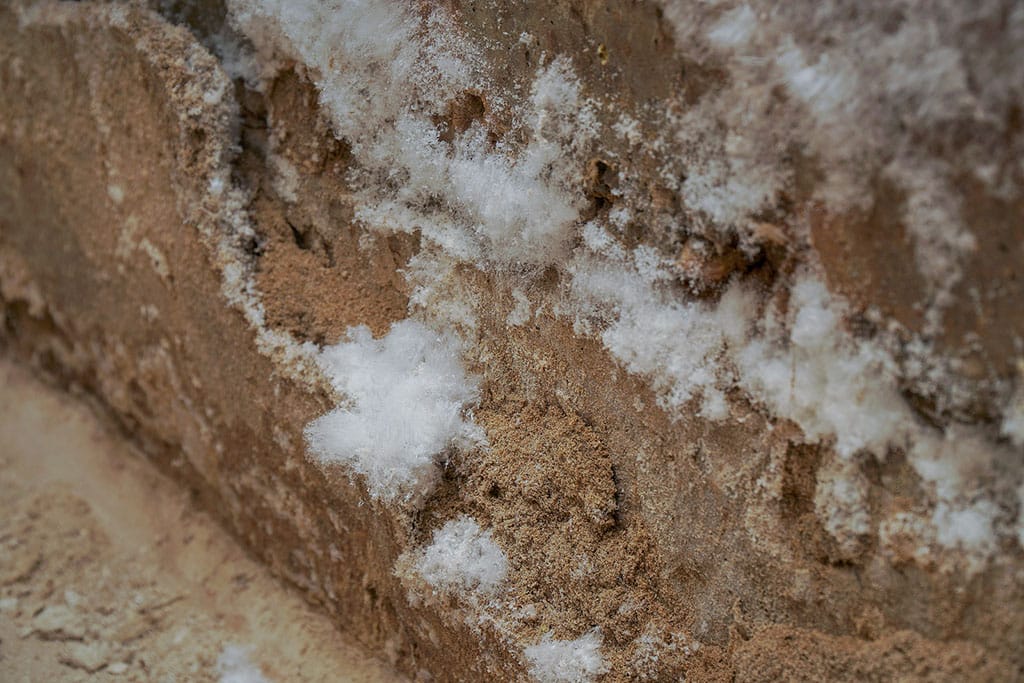 White Mold in Basement: Is it Harmful & Can You Clean It Yourself?